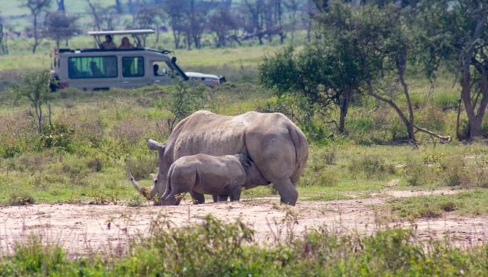lake - nakuru -rhinos-day-trip