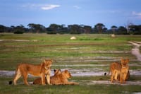 You will never miss this in Hwange National Park