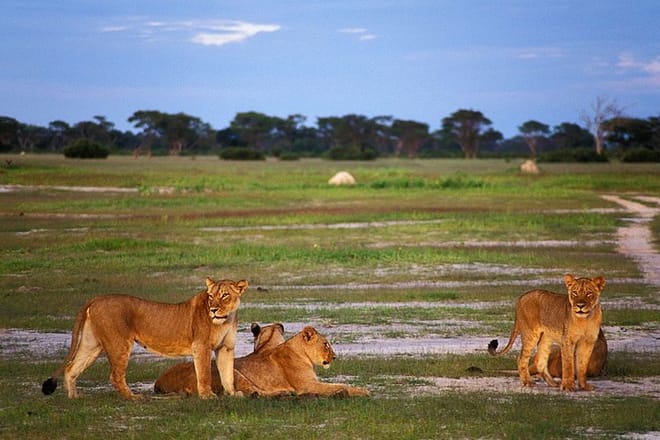 You will never miss this in Hwange National Park