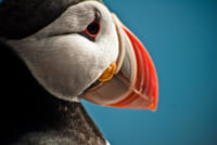 Whales & Puffins 8