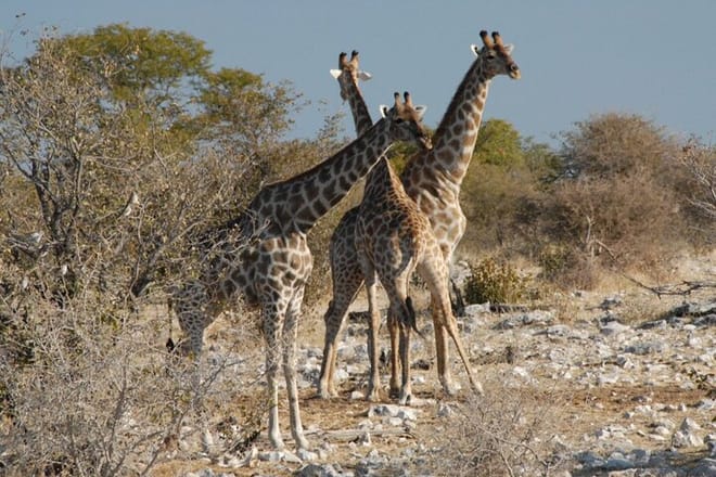 3 Days Etosha National Park Safaris 4