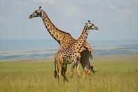 Maasai Mara National Reserve