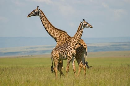 3DAYS MASAI MARA FLYING LUXURY LODGE SAFARI