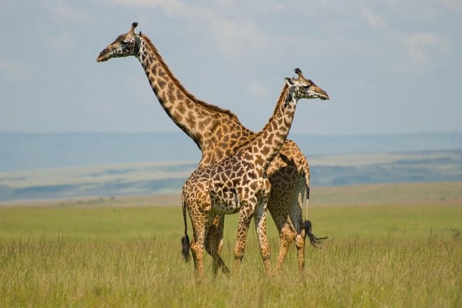 Maasai Mara National Reserve