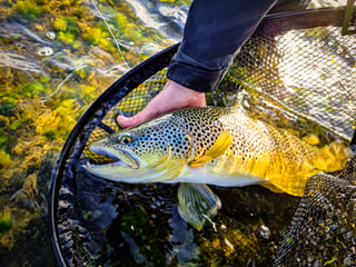 Full day fishing tour from Akureyri, Husavik or Myvatn, photo 11