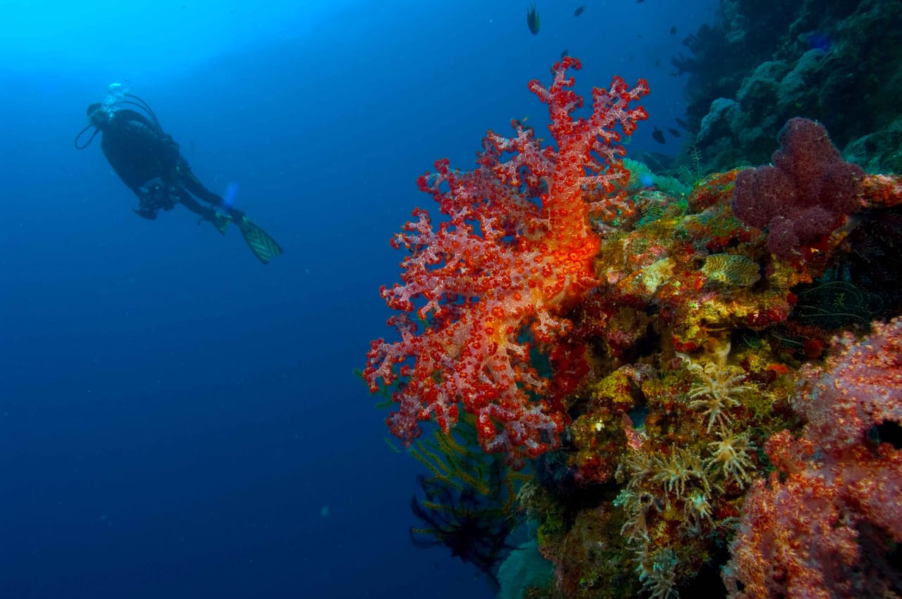 Catalina Island - Full Day Excursion From Punta Cana 6