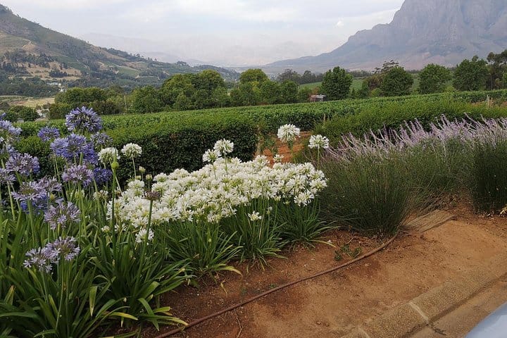 Beautiful Stellenbosch Wine Estate