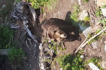 Private Tour of Capilano Suspension Bridge & Grouse Mountain.