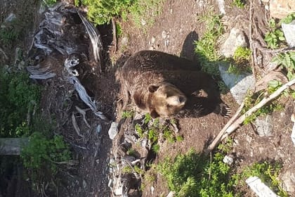 Private Tour of Capilano Suspension Bridge & Grouse Mountain.