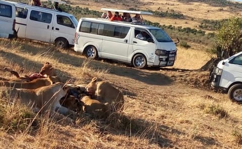 9-Day Private Safari to See the Big Five in Kenya