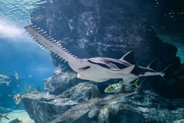 SEA LIFE Bangkok Ocean World Standard Admission Ticket