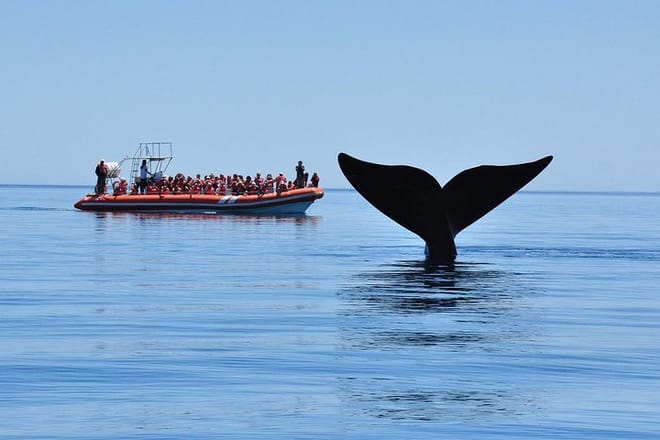 Whales and Sea lions watching at Peninsula de Valdes - PUERTO MADRYN photo 5