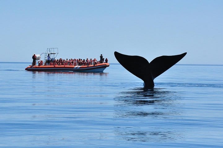 Whales and Sea lions watching at Peninsula de Valdes - PUERTO MADRYN 5