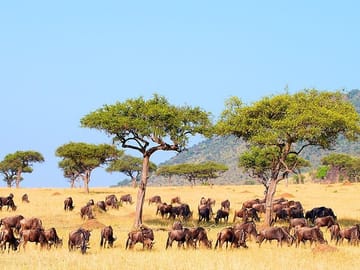 9-Day Private Safari to See the Big Five in Kenya