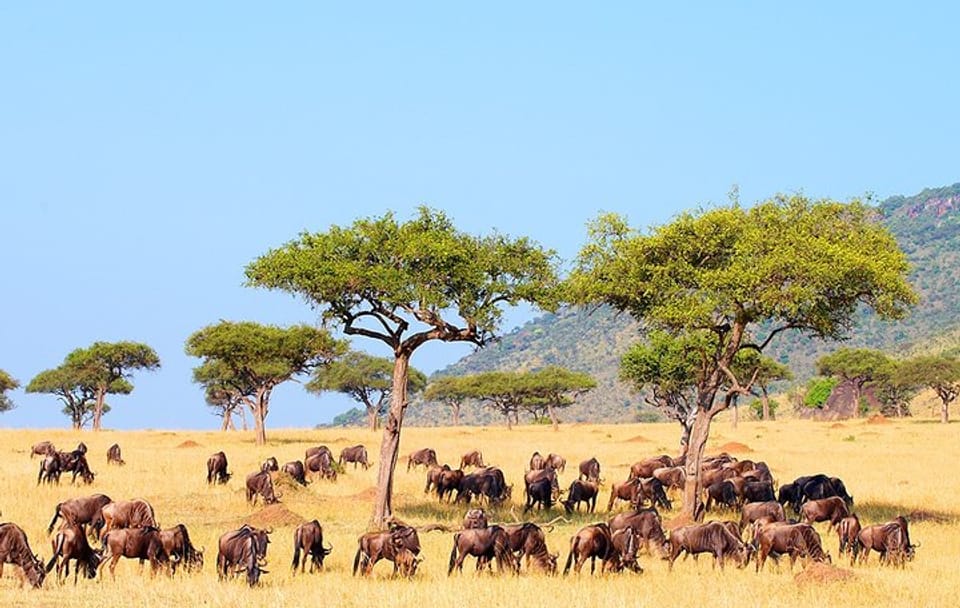 9-Day Private Safari to See the Big Five in Kenya