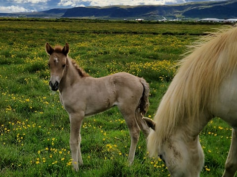 02A - The Heritage Tour, photo 11