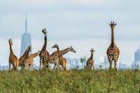 Nairobi National Park, Elephant Orphanage & Giraffe Center Best Nairobi Day Trip 6
