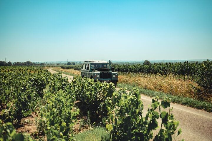 A green vintage Land Rover on a small country road between vineyards. The sky is very blue and it's very sunny.