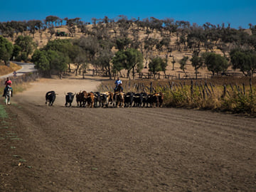 Visit to a Livestock and lunch in a white village