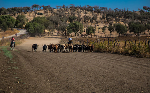 Visit to a Livestock and lunch in a white village