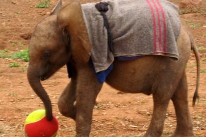 David Sheldrick Elephant Orphanage Daily Tour