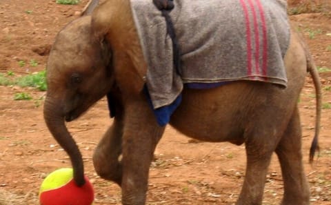 Daily Tour of David Sheldrick Elephant Orphanage in Nairobi