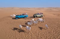 Hot Air Balloon Ride, Vintage Land Rover Drive and Breakfast 6