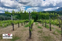 Vineyard in Lapio
