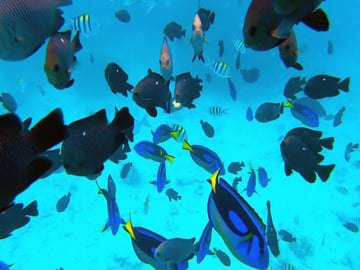 Mnemba Atoll, Zanzibar