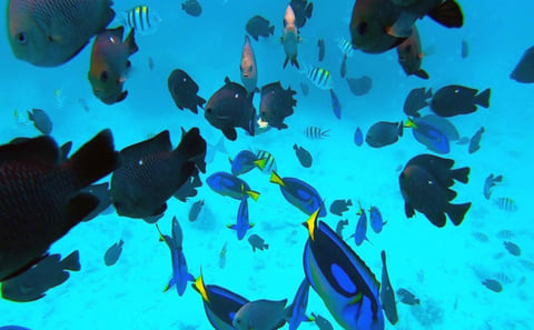 Mnemba Island Snorkeling & Nungwi Turtle Aquarium Tour