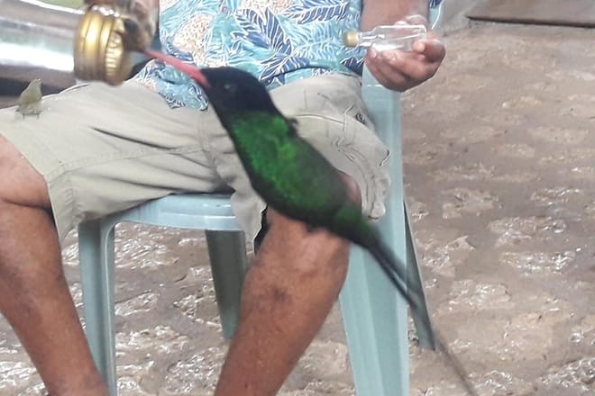 Private Rockland Bird Sanctuary Tour from Montego Bay  4