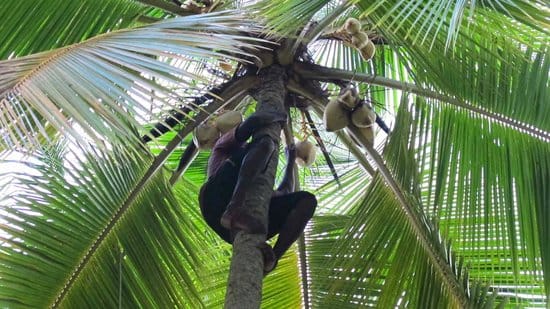 Sri Lankan Traditional Foods & Cultural Tour