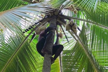 Sri Lankan Traditional Foods & Cultural Tour