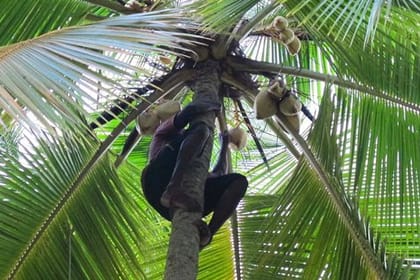 Sri Lankan Traditional Foods & Cultural Tour