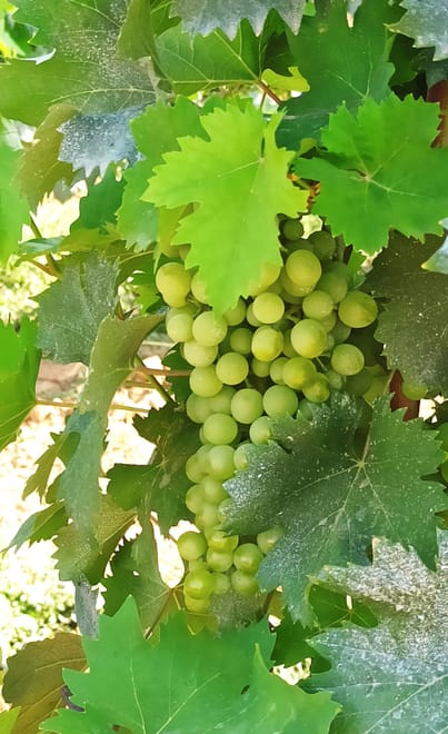 San Gimignano and Chianti Wine Tasting with Lunch  - Photo 4