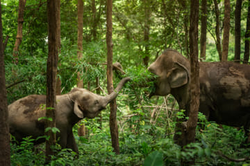 Chiang Mai Wildlife Safari and Ethical Elephant Experience