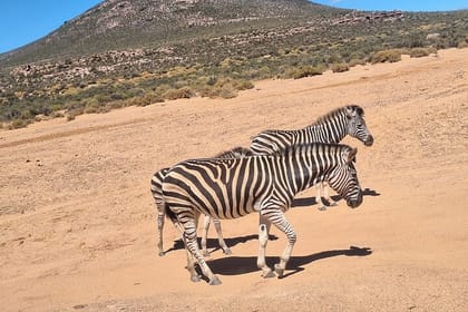 Cape Town Aquila Game Reserve Big 5 Sunset Safari with Transport