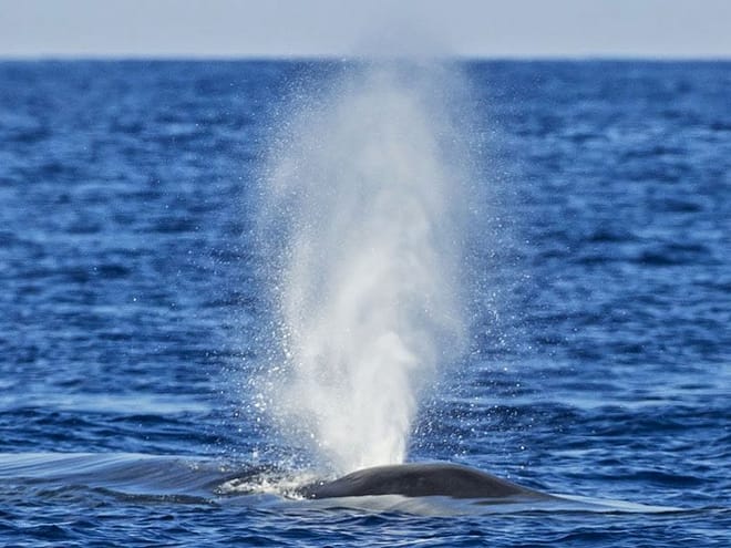  From Mirissa: Mirissa Whale Watching Tour 4