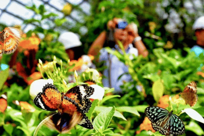 KL Bird Park and Butterfly Park Nature Tour in Kuala Lumpur