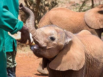 Explore Nairobi National Park and Giraffe Centre in a day Tour