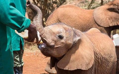Explore Nairobi National Park and Giraffe Centre in a day Tour