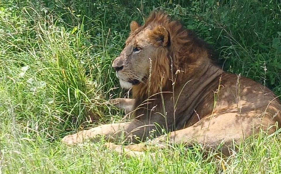 Memorable Group-Joining Nairobi Park Safari