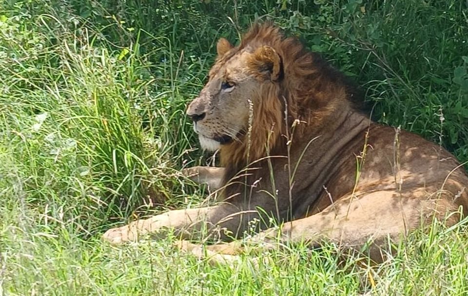 Memorable Group-Joining Nairobi Park Safari
