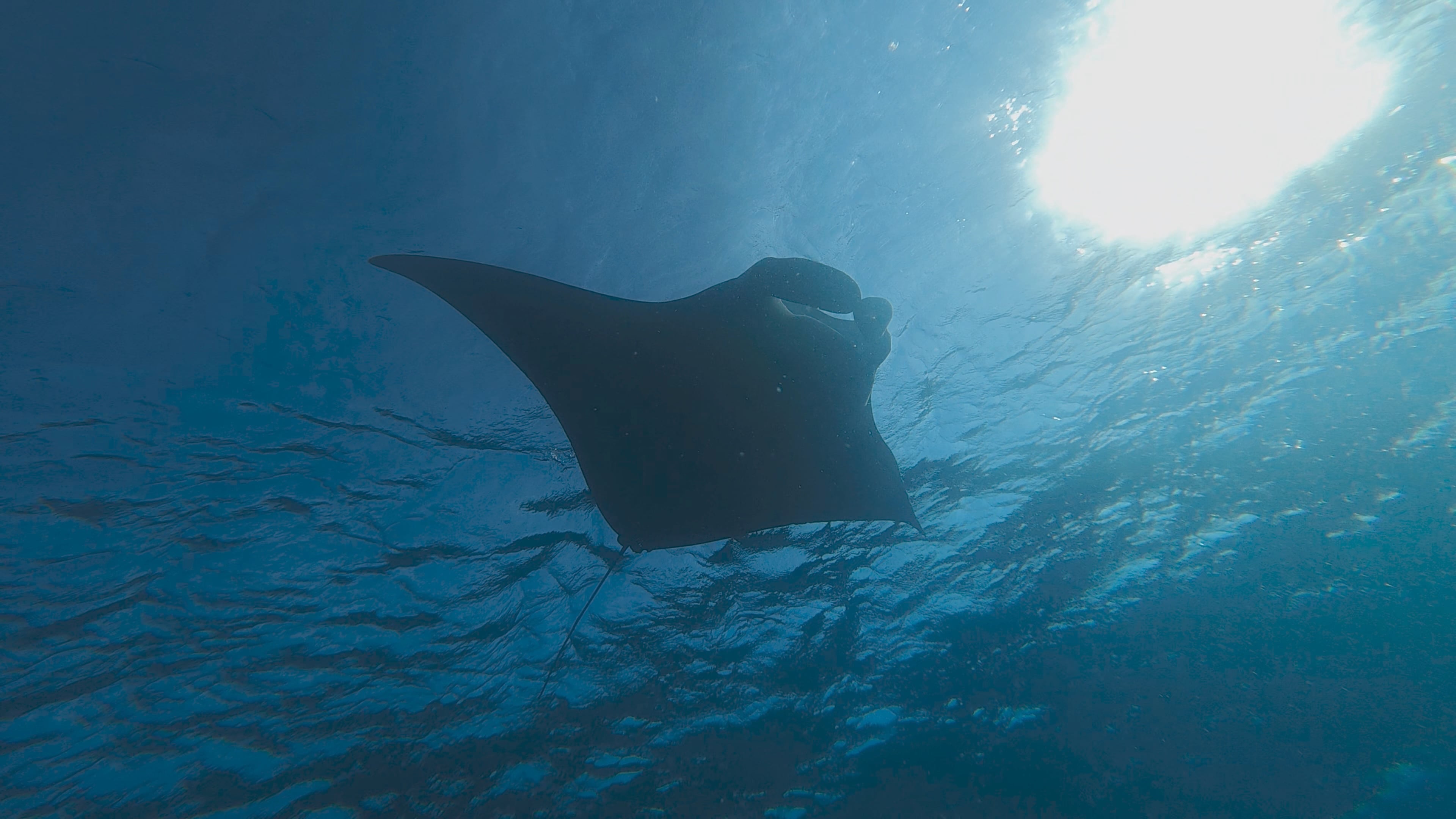 snorkeling spot in Komodo National Park
