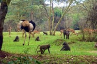 Tour Nairobi Safari Walk