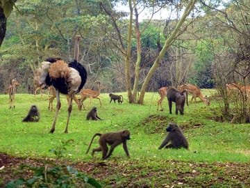 Tour Nairobi Safari Walk