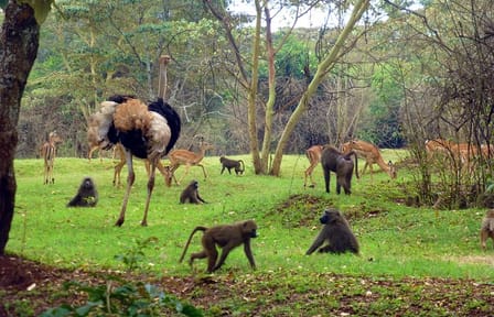 Nairobi Day Tour Animal Orphanage, Safari Walk & Bomas of Kenya