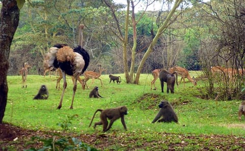 Nairobi Day Tour: Animal Orphanage, Safari Walk & Bomas