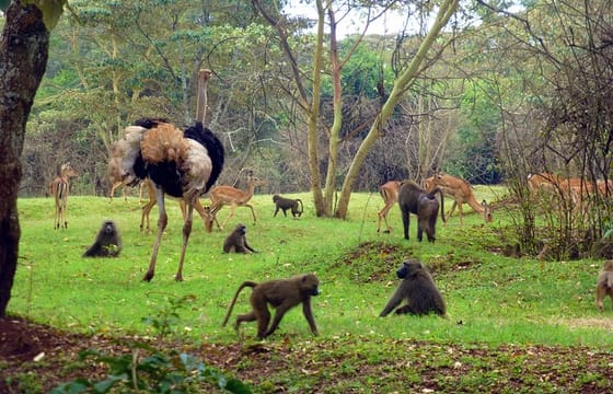 Nairobi Day Tour Animal Orphanage, Safari Walk & Bomas of Kenya