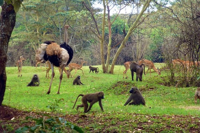 Tour Nairobi Safari Walk